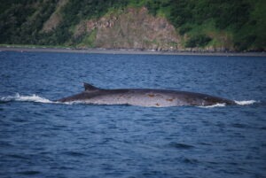 Fin Whale near Kodiak Island
