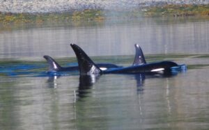 Orcas in Amook Pass
