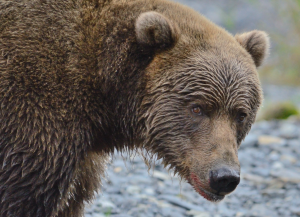 Kodiak brown bear