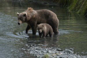 Kodiak Bear Sow and Cub