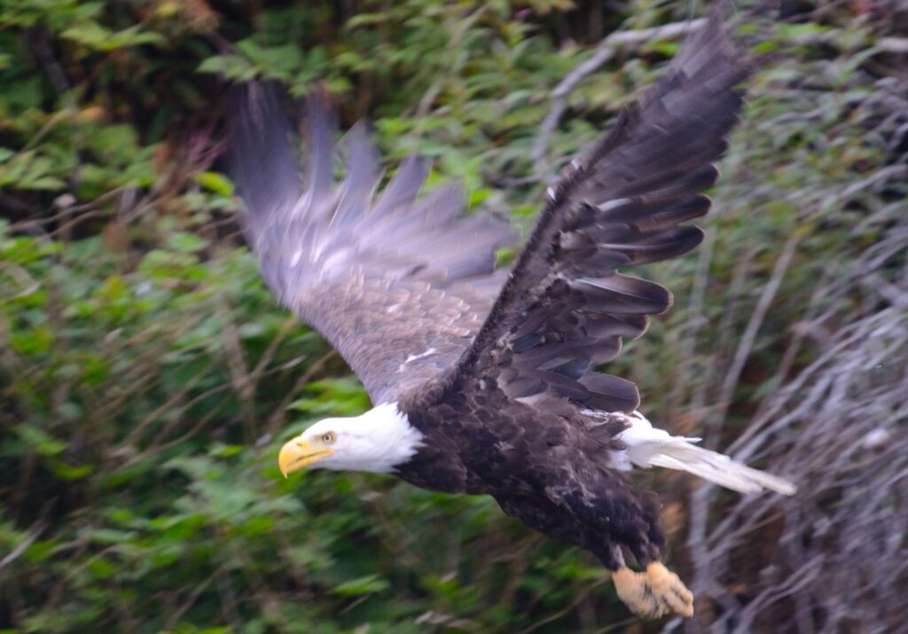 Bald Eagle in Flight