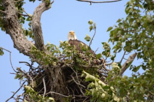 Eagle in Nest