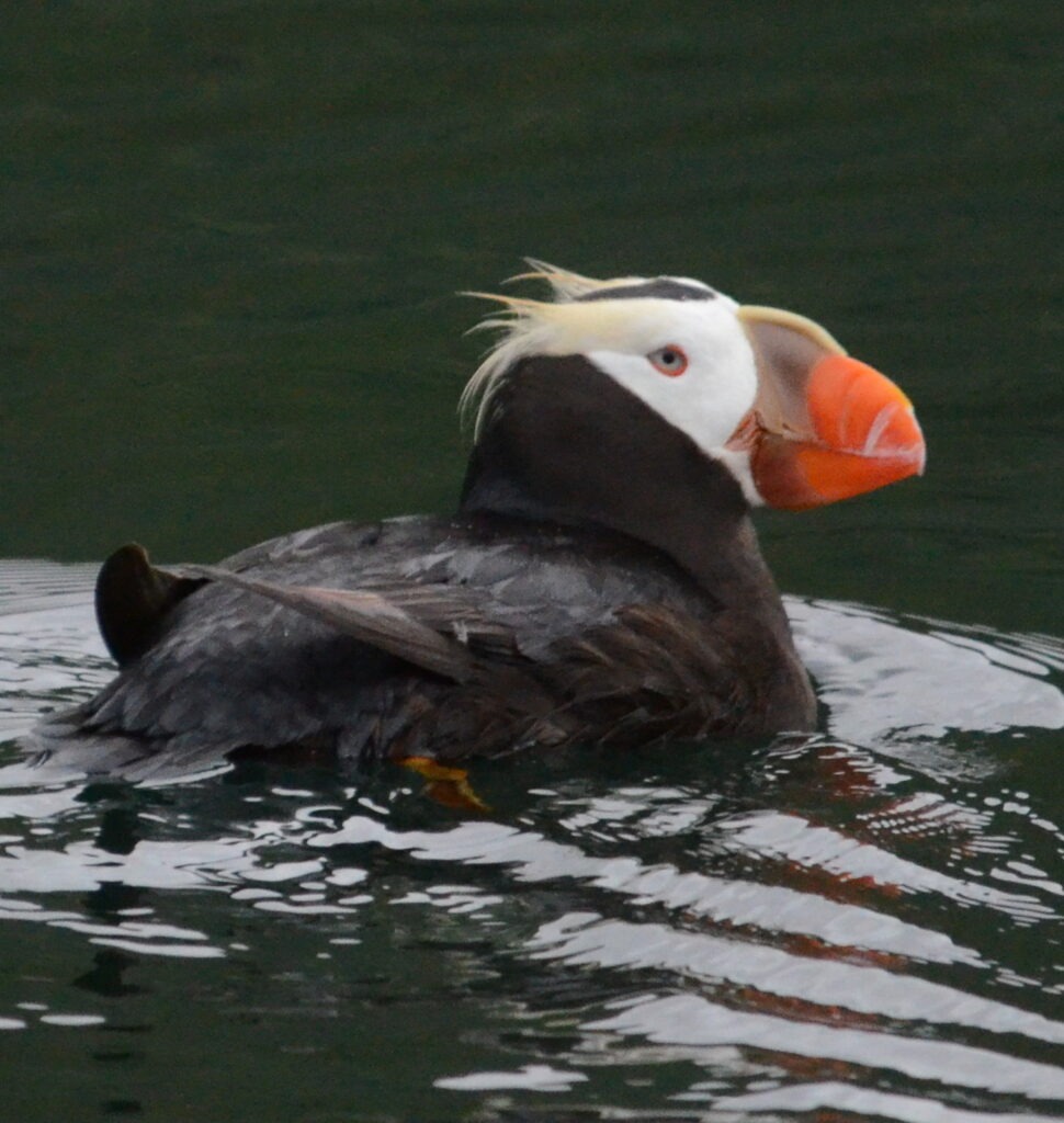 Tufted Puffin
