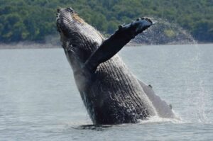Humpback Breaching