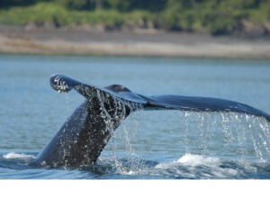 Humpback2