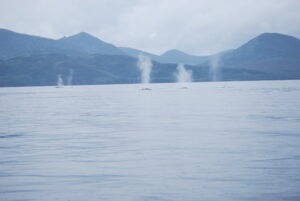 Fin whales in Uyak Bay