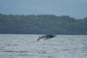 Minke Whale