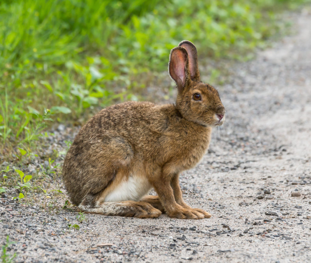 Snowshoe Hare (Lepus americanus) Robin Barefield