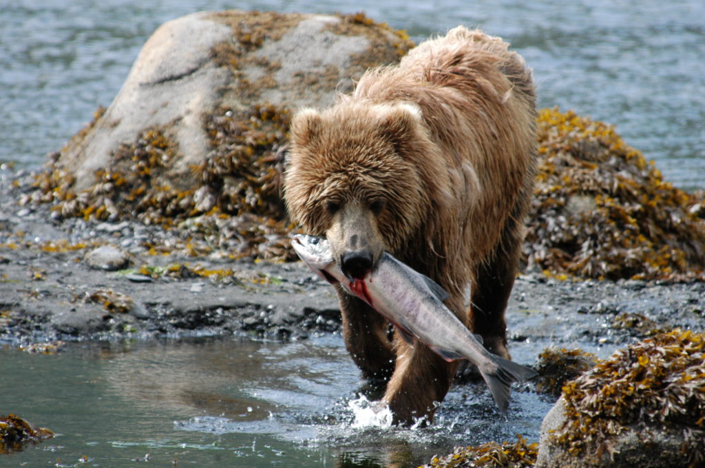 what-do-kodiak-bears-eat-robin-barefield