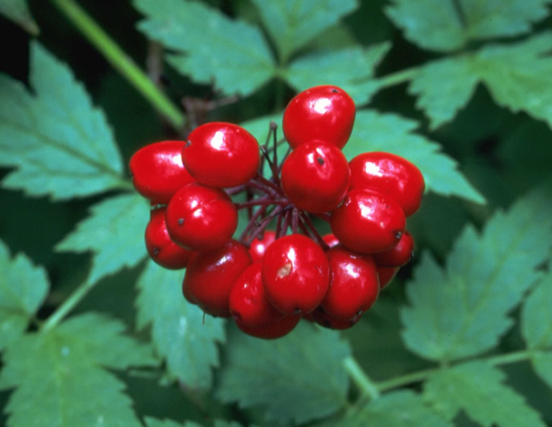 Poisonous Plants - Robin Barefield