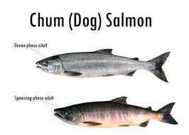 Chum Salmon, Oncorhyncus keta