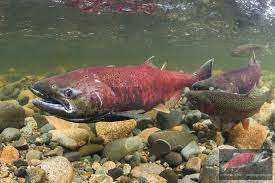 Fishing For King (chinook) Salmon - Robin Barefield