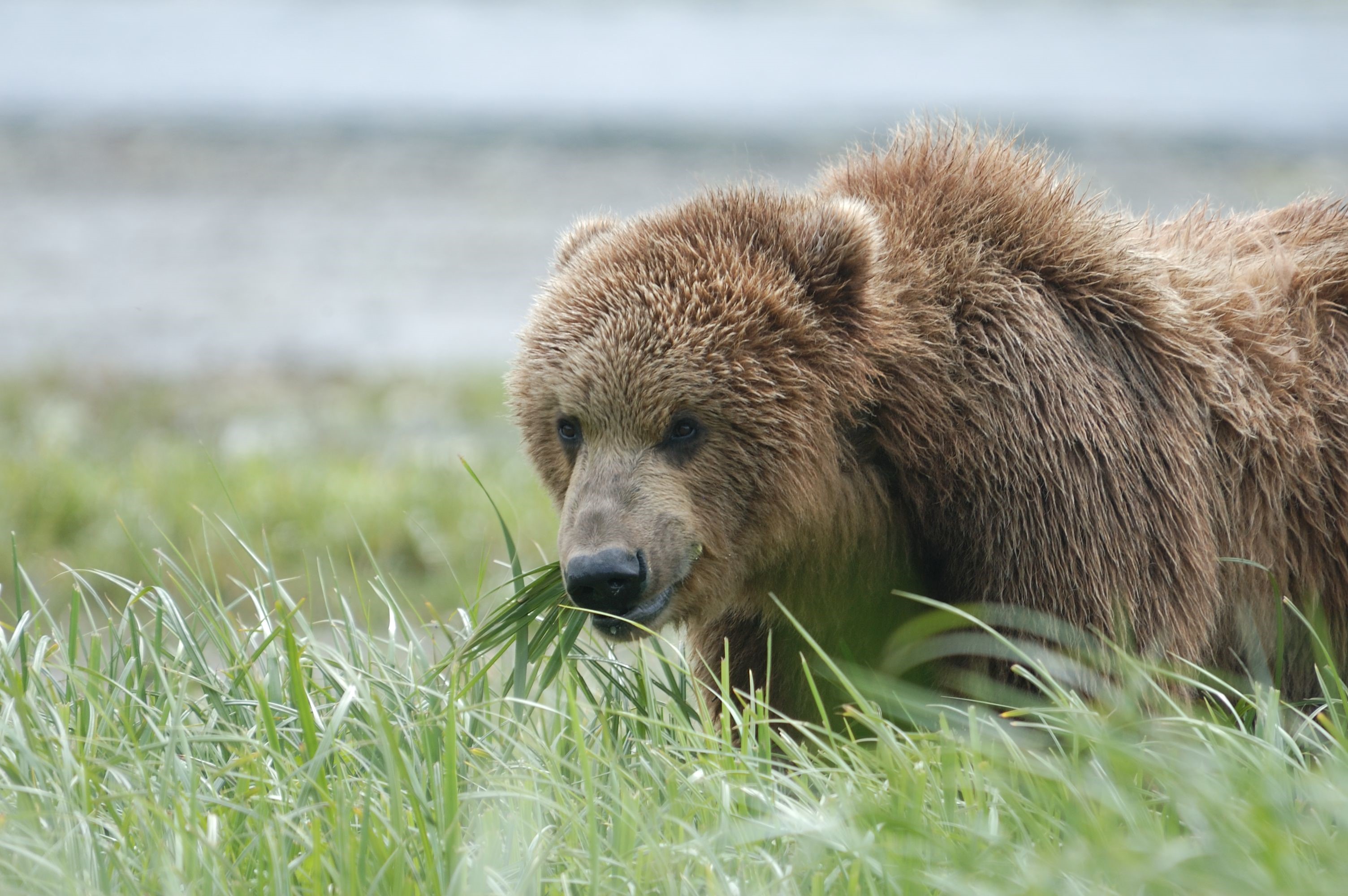 Bear Eating Grass Robin Barefield