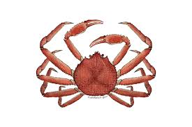 crab snow noaa bairdi tanner opilio sea legs resolution published november