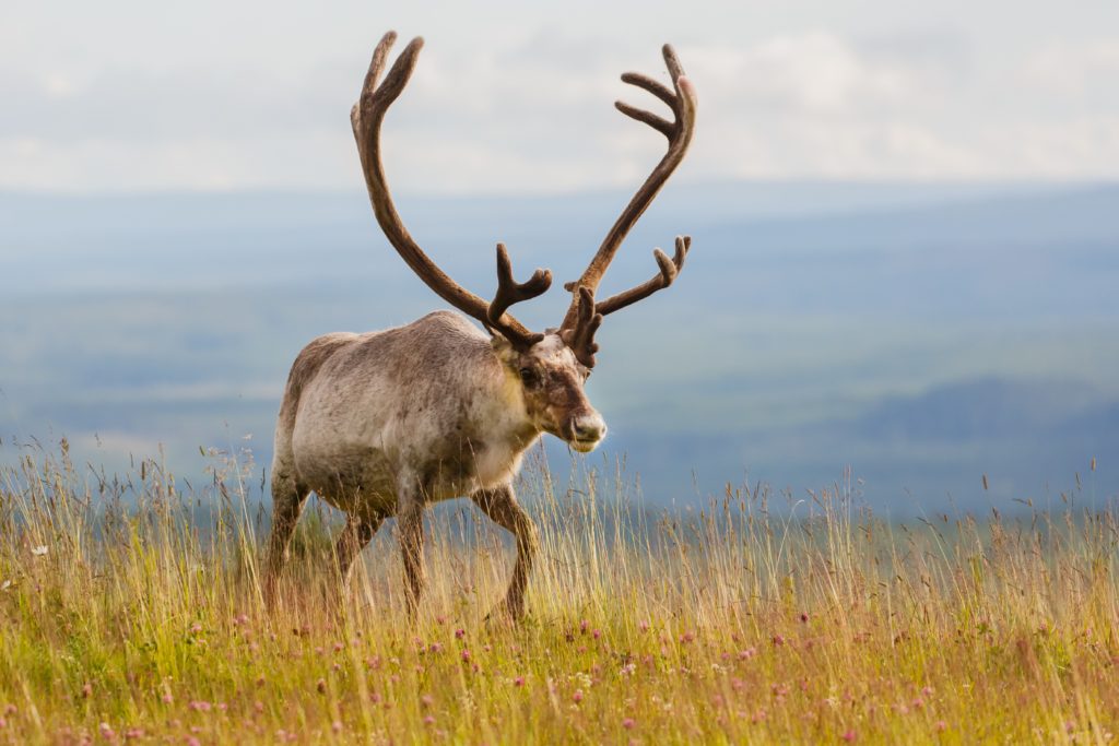 Reindeer/Caribou (Rangifer tarandus) - Robin Barefield