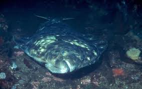 Pacific Halibut (Hippoglossus stenolepis) - Robin Barefield