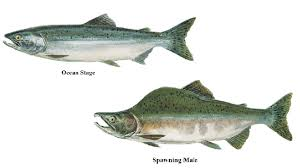 Pink Salmon (Oncorhynchus gorbuscha) - Robin Barefield